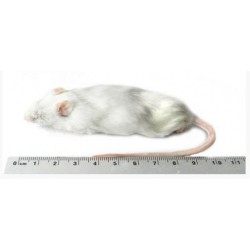 Grote muis 25-35 g per 1 kg