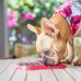 LickiMat Slomo LickiMat Slomo