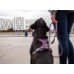 Dog Copenhagen Comfort Walk Pro Harness Paars