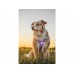 Orbiloc Dog Dual Light Paars