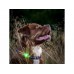 Orbiloc Dog Dual Light Groen