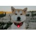 Orbiloc Dog Dual Light Rood Orbiloc Dog Dual Light Rood
